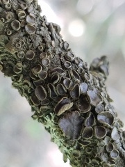 Melanohalea septentrionalis