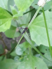 Ocyptamus dimidiatus