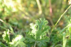 Pelargonium suburbanum