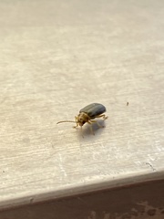 Xanthogaleruca luteola