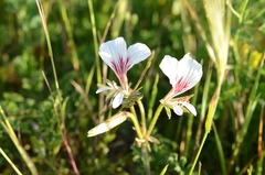 Pelargonium suburbanum