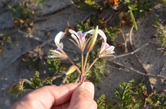 Pelargonium suburbanum