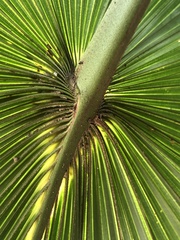 Satranala decussilvae