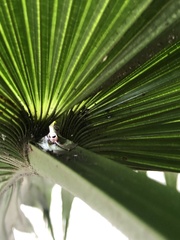 Satranala decussilvae