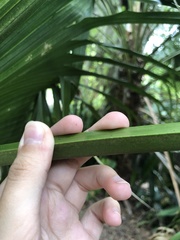 Satranala decussilvae
