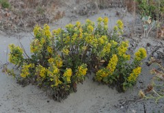 Solidago litoralis