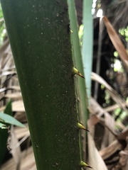 Satranala decussilvae