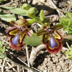 Ophrys speculum