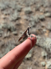 Bolivaria brachyptera