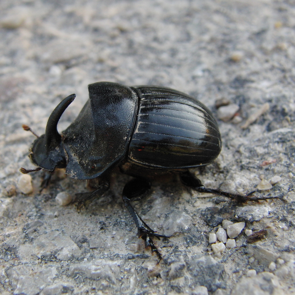 Spanish Dung Beetle (Dung beetles of Africa) · iNaturalist