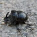 Spanish Dung Beetle - Photo (c) Susanne Vogel, some rights reserved (CC BY-NC), uploaded by Susanne Vogel