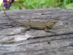 Sceloporus subniger