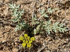 Cymopterus glomeratus fendleri