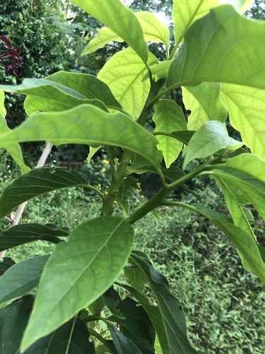 Persea americana