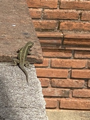 Sceloporus
