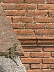 Sceloporus