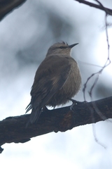 Brown Treecreeper photo 6