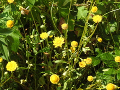 Coleostephus myconis