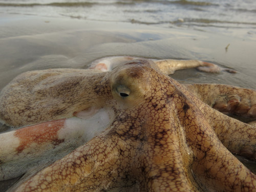 American Octopus photographed in South Carolina