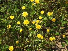 Coleostephus myconis