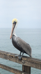 Pelecanus occidentalis