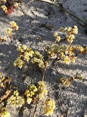Crassula filiformis