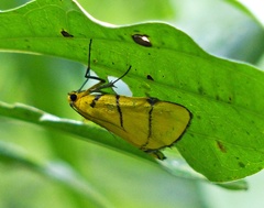 Chrysauge catenulata