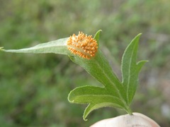Puccinia coronata