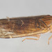 Haplaxius pictifrons - Photo (c) solomon v. hendrix, algunos derechos reservados (CC BY-NC), subido por solomon v. hendrix