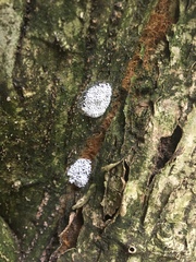 Physarum didermoides