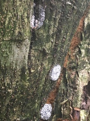 Physarum didermoides