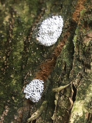 Physarum didermoides