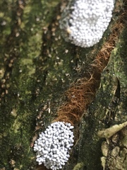 Physarum didermoides