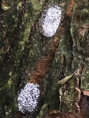 Physarum didermoides