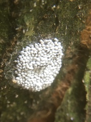 Physarum didermoides