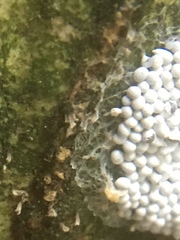 Physarum didermoides