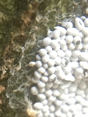 Physarum didermoides