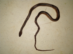 Coniophanes schmidti