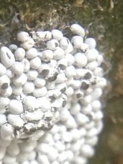 Physarum didermoides