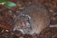 Antechinus stuartii