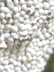 Physarum didermoides