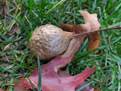 Amphibolips confluenta