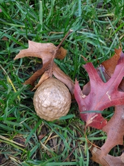 Amphibolips confluenta