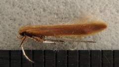 Caloptilia invariabilis