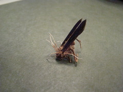 Ophiocordyceps humbertii