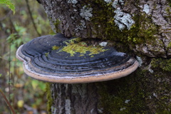 Phellinus populicola