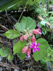 Physodium corymbosum