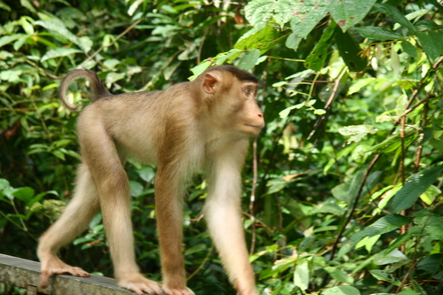 Southern Pig-tailed Macaque, photo 8 of 9