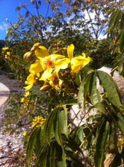 Cochlospermum gillivraei