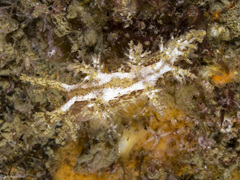 Dendronotus